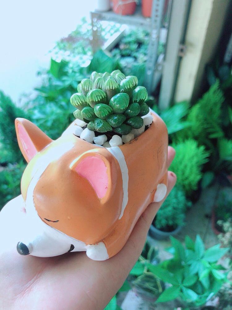 Chậu Cây Kim Cương Xanh Lá