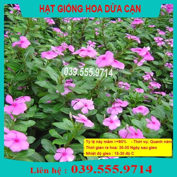 Hạt Giống Hoa Dừa Cạn Nhiều Màu - Hoa Trồng Chậu