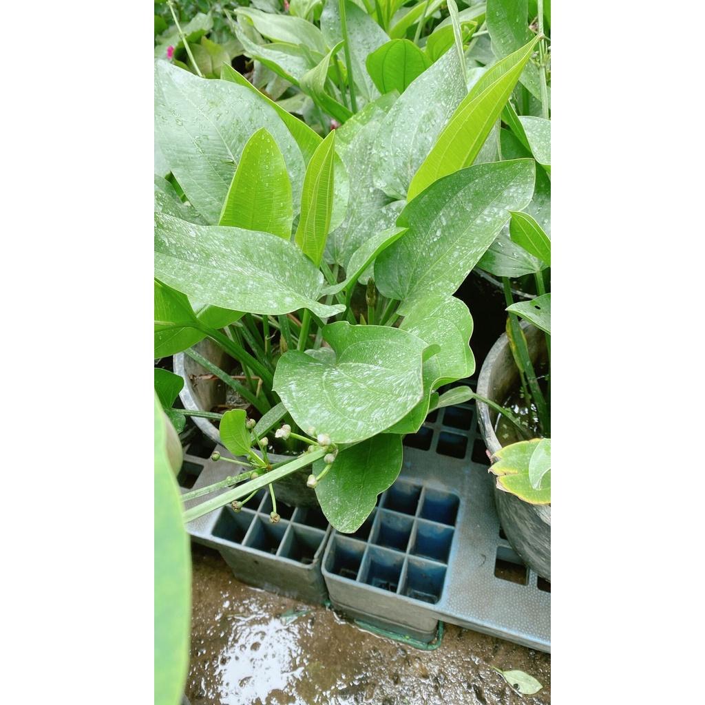 Cây Bách Thuỷ Tiên