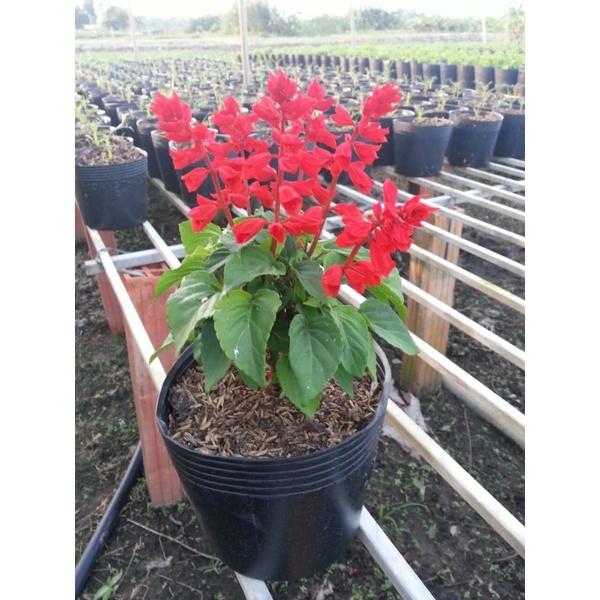 Hạt Giống Hoa/Xác/Pháo/Cao Đỏ KNS3676- Gói 50 hạt