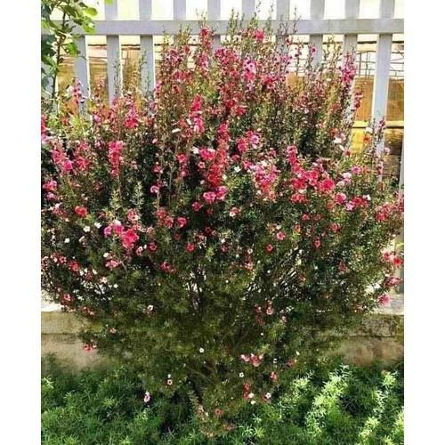 Cây tùng tuyết mai cao 40cm -Không giao dc 19 tỉnh Miền Nam