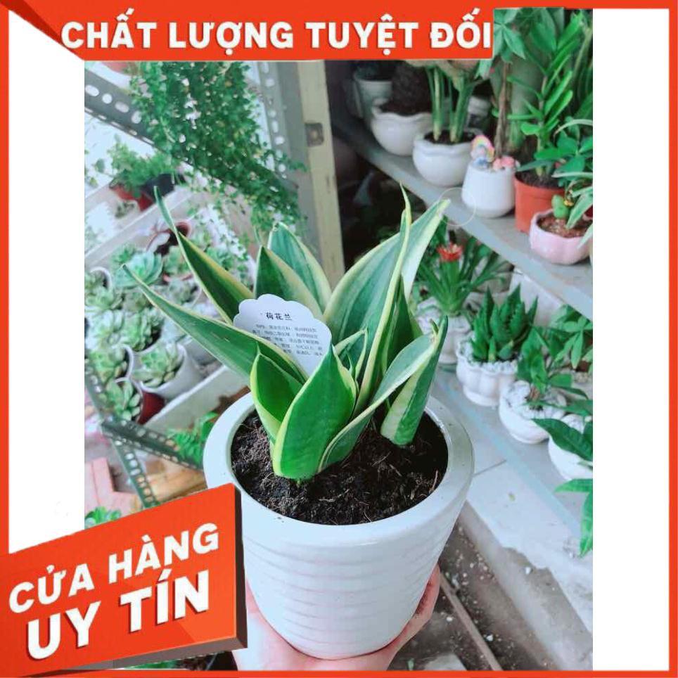 Chậu Lưỡi Hổ Thái Nhiều Người Mua