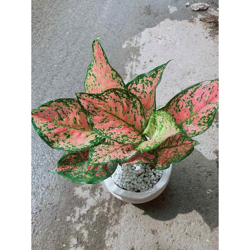 Chậu Vạn Lộc Bán Chạy