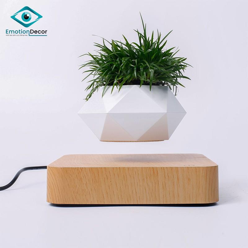 Chậu cây BAY LƠ LỬNG để bàn - Air Bonsai (Quà tặng đẹp độc lạ)