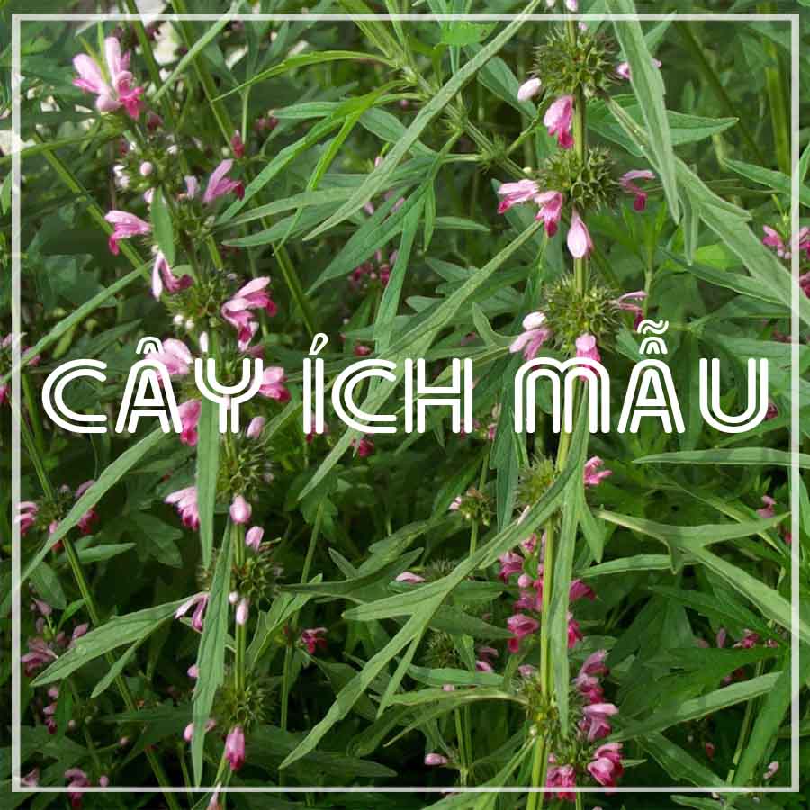 Cây Ích Mẫu khô đóng gói 250g