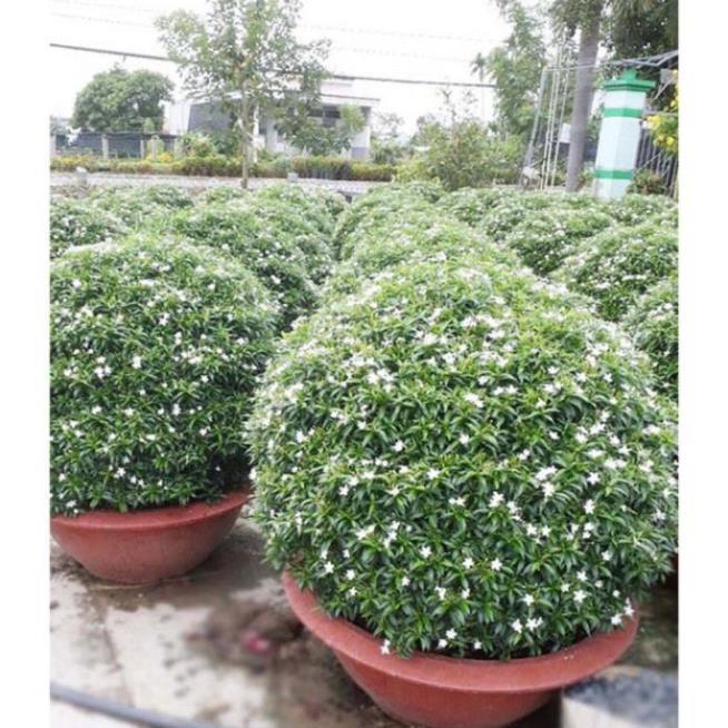 COMBO 5 BẦU CÂY GIỐNG MAI VẠN PHÚC