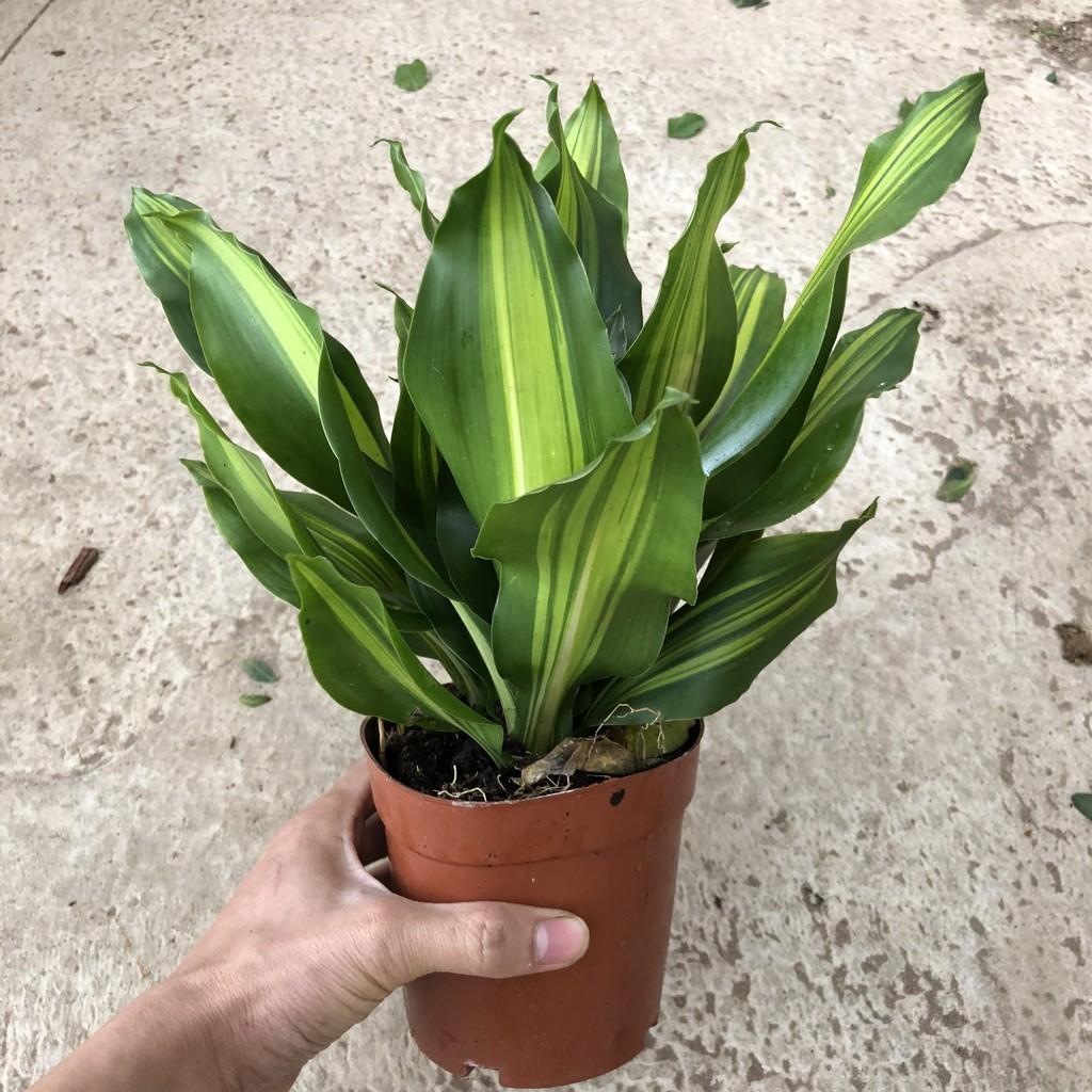 Cây thiết mộc lan nhỏ, chiều cao 25-30cm chậu có 3 cây lá xanh cực đẹp sức sống tốt, thích hợp trang trí sân vườn
