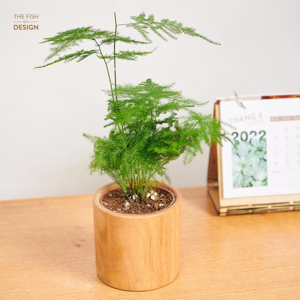 Chậu cây thủy tùng hợp với những người mệnh Kim,Thủy thể hiện sự thanh tao, giúp thanh lọc không khí, hút các khí độc | size S | The Fish Design