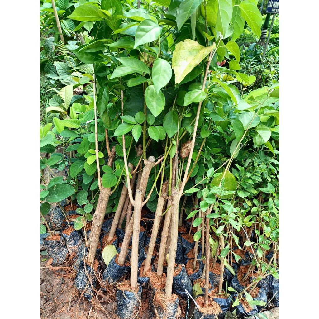 Cây giống lá gan