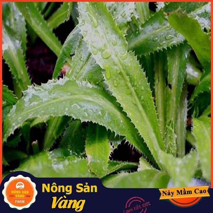 Hạt giống Rau Mùi Tàu , Ngò Gai ( Gói 5 Gram ) - Nông Sản Vàng