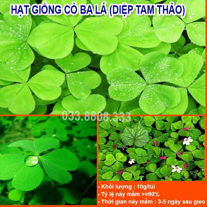 Hạt Giống Cỏ May Mắn 50gram - Cỏ trang trí sân vườn