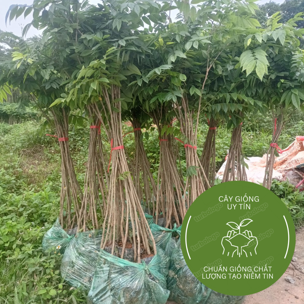 Combo 50  Cây Sưa Đỏ Cao 60 Cm