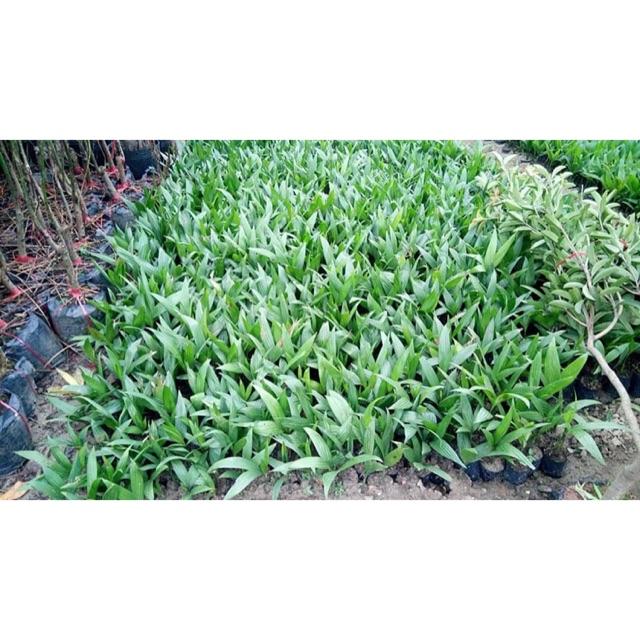 Cây cau tứ quý