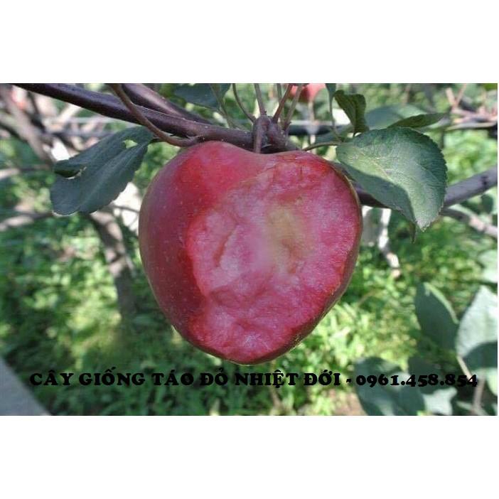 COMBO 1 CÂY TÁO ĐỎ & 1 CÂY CHERRY