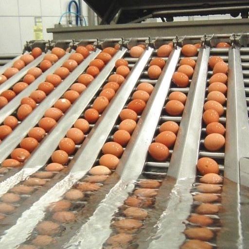 Bột Lòng Trắng Trứng Nguyên Chất Túi 500gr. Hàng Nhập Khẩu Ấn Độ và Italia Chất Lượng Cao