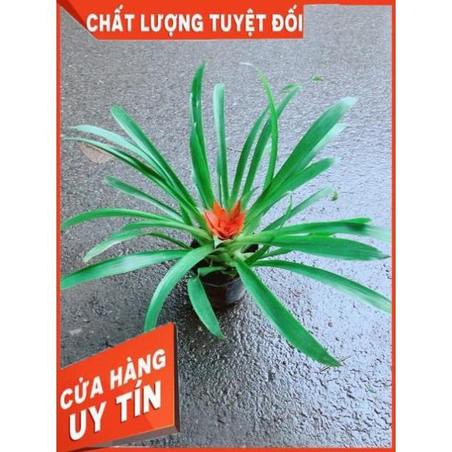 Phong Lộc Hoa