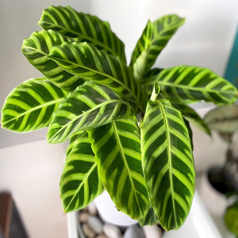 Cây Đuôi Công Ngựa Vằn ( Calathea Zebrina ) - cây cảnh để bàn