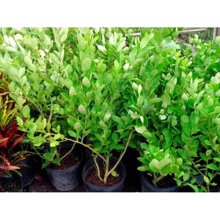 CÂY GIỐNG CHANH KHÔNG HẠT DÒNG QUẢ CHÙM SIÊU NĂNG SUẤT, CAM KẾT GIỐNG CHUẨN