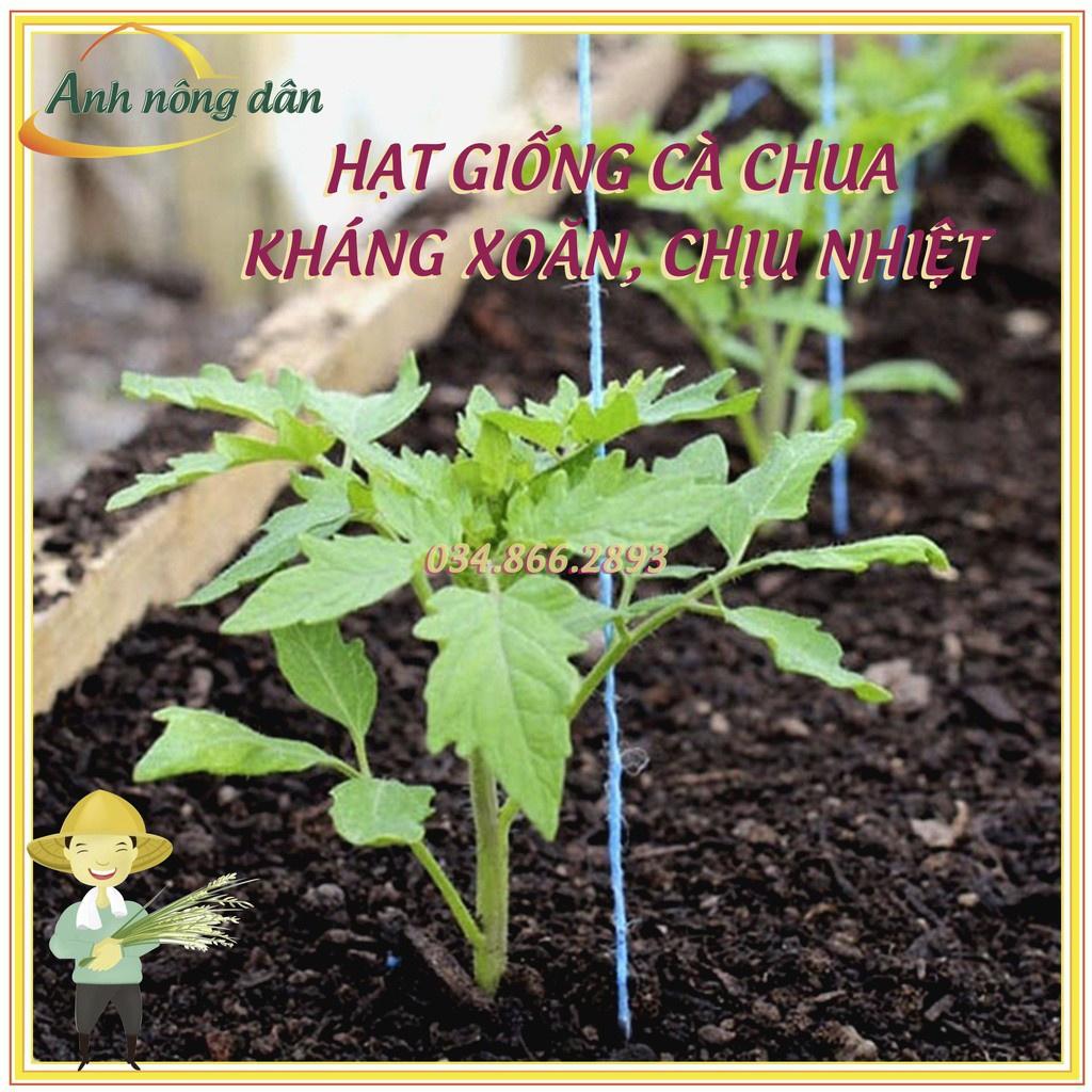 Gói 0,3g Hạt giống cà chua kháng xoăn chịu nhiệt