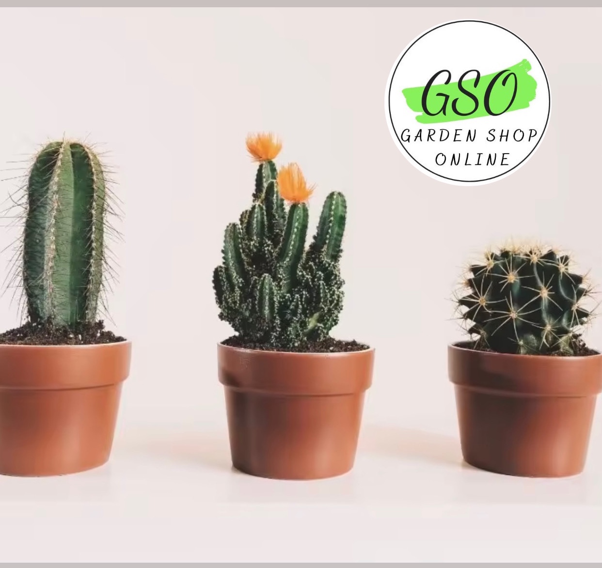 GIÁ THỂ TRỒNG XƯƠNG RỒNG & SEN ĐÁ - FICOCO