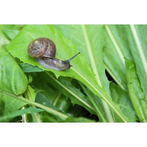 Bả diệt ốc sên hại cây