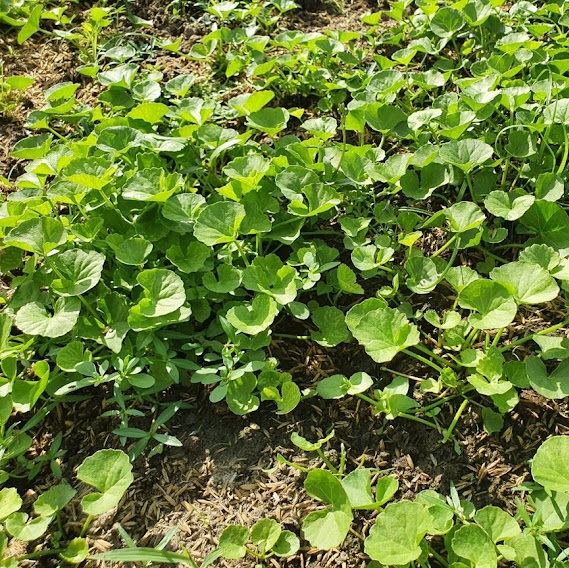 Hạt giống rau má gói 1gr