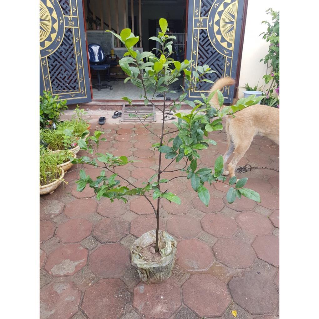 Mai tứ quý chơi quanh năm cam kết chất lượng