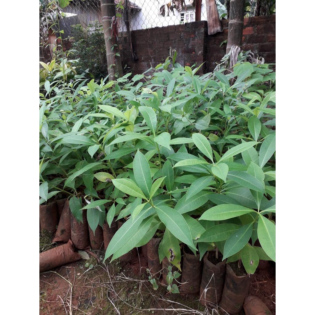 COMBO 10 CÂY GIỐNG HOA SỮA