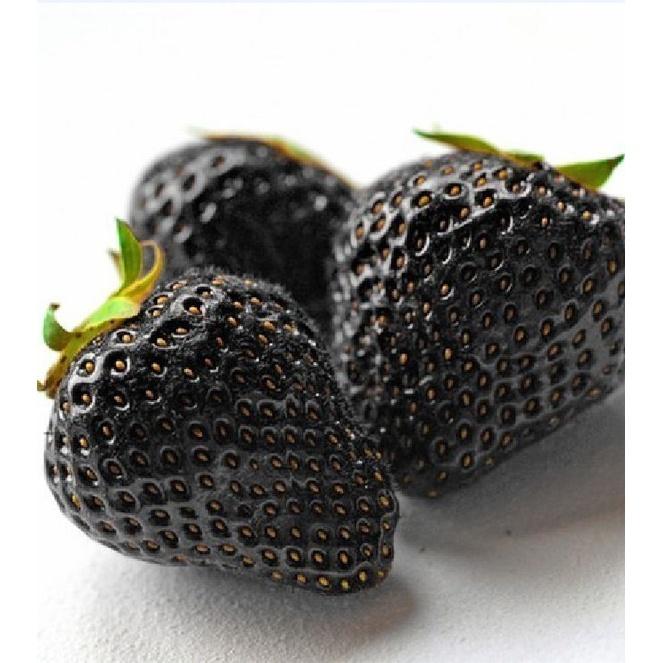 Hạt giống dâu tây đen chịu nhiệt KNS3439 - Gói 100 hạt