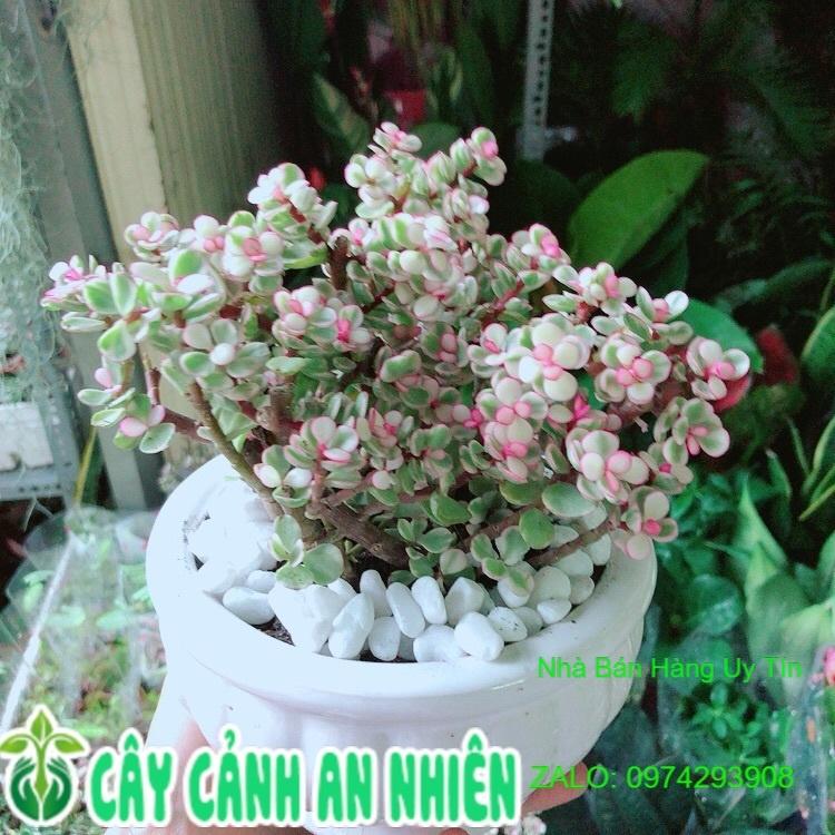 Chậu Cây Cành Vàng Lá Ngọc