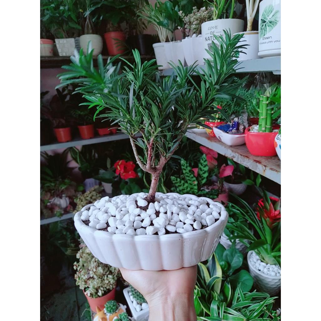 Chậu Tùng Vạn Niên Bonsai