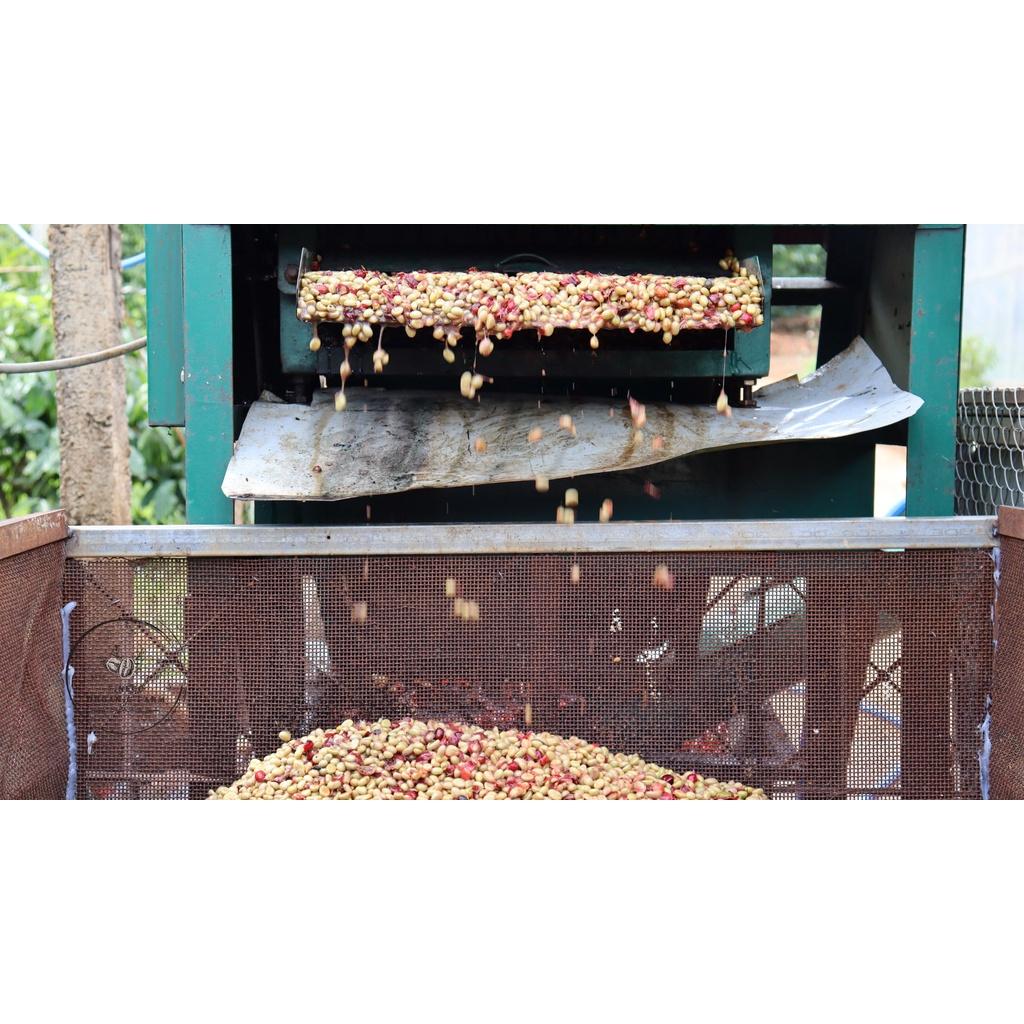 Robusta Washed - Hương vị tao nhã, đắng nhẹ, hậu ngọt - Cà phê pha phin/ Pha máy |250 - 500gr|