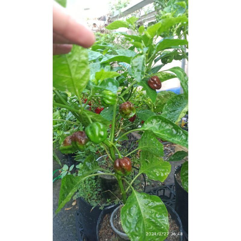 Hạt ớt Habanero chocolate