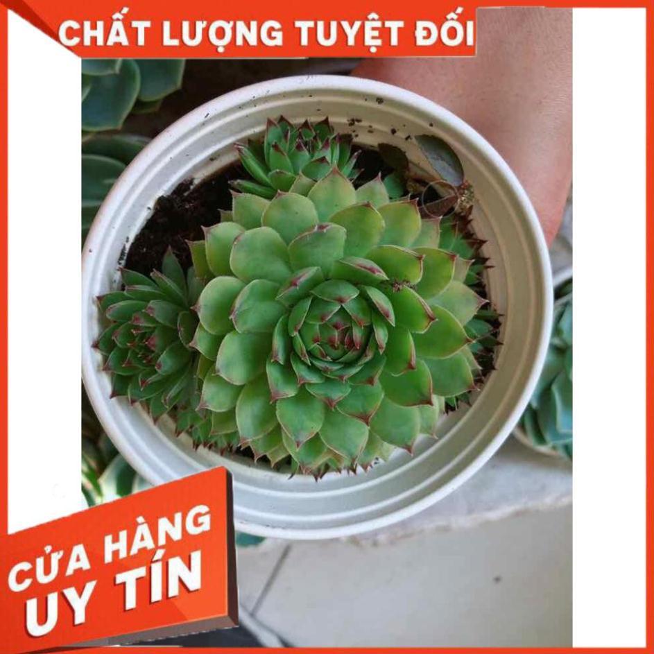 Sen đá phật bà kèm chậu sứ trắng Nhiều Người Mua