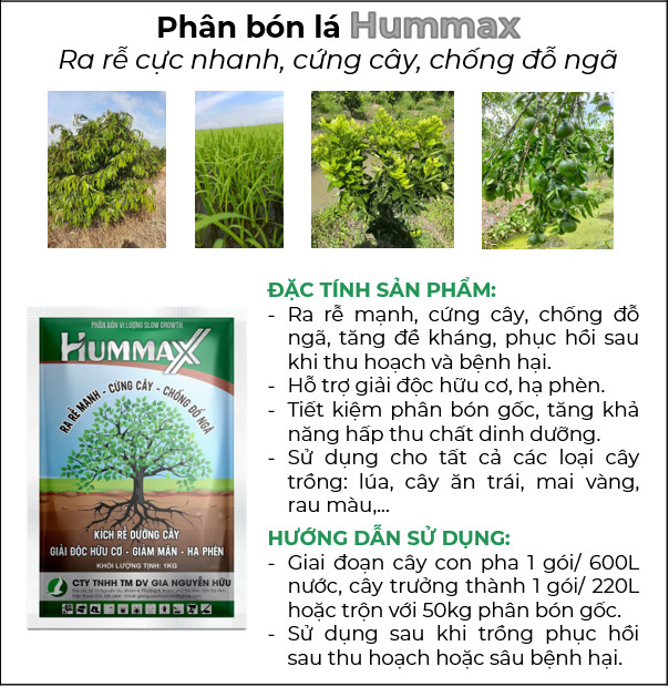 PHÂN BÓN HUMIC GIÚP CÂY KHỎE, XANH LÁ, PHÁT TRIỂN, TƠI XỐP ĐẤT - DẠNG VẢY TAN CAO CẤP
