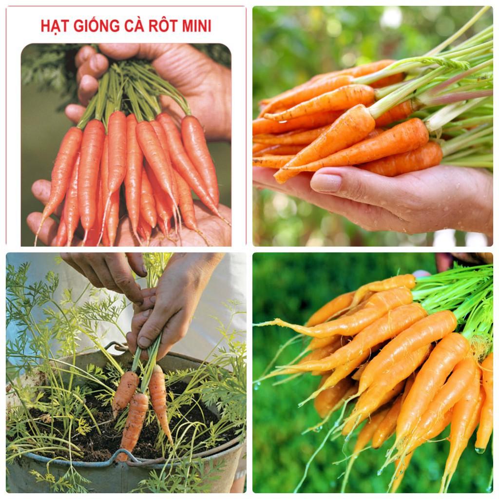 Hạt giống cà rốt dài F1 - Củ cải đỏ gói 5gr/100hạt