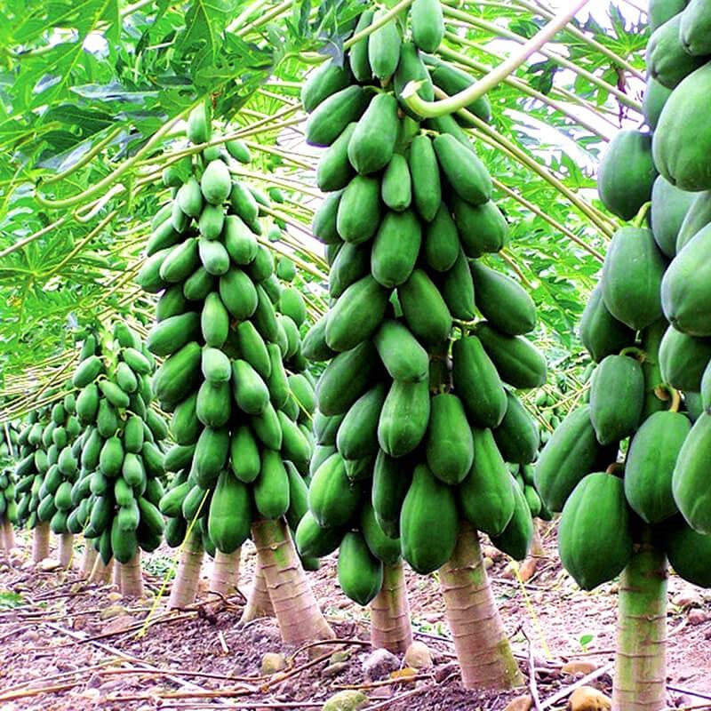 Cây giống Đu Đủ Thái Lan siêu sớm. .