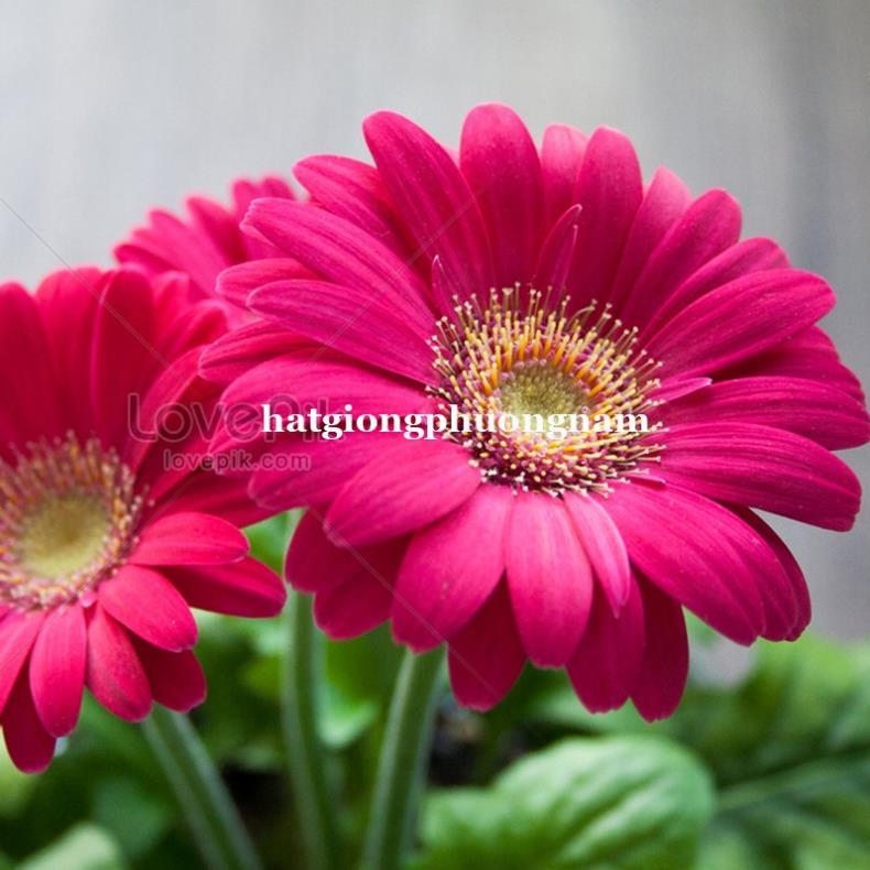 10H - HẠT GIỐNG HOA ĐỒNG TIỀN MIX