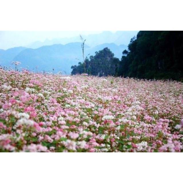 Tam giác mạch 50gram
