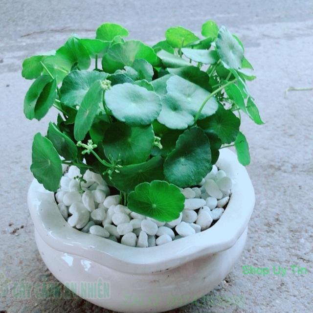 Chậu Cỏ Đồng Tiền