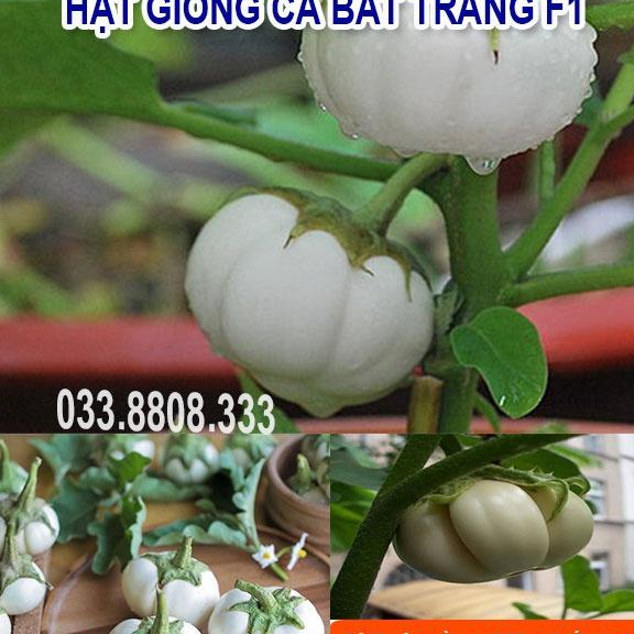 HẠT GIỐNG CÀ BÁT TRẮNG QUẢ TRÒN - QUẢ TO ĐẸP