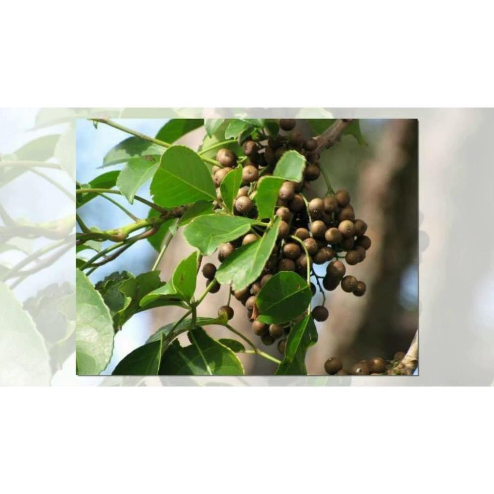 COMBO 10 CÂY NHỘI GIỐNG