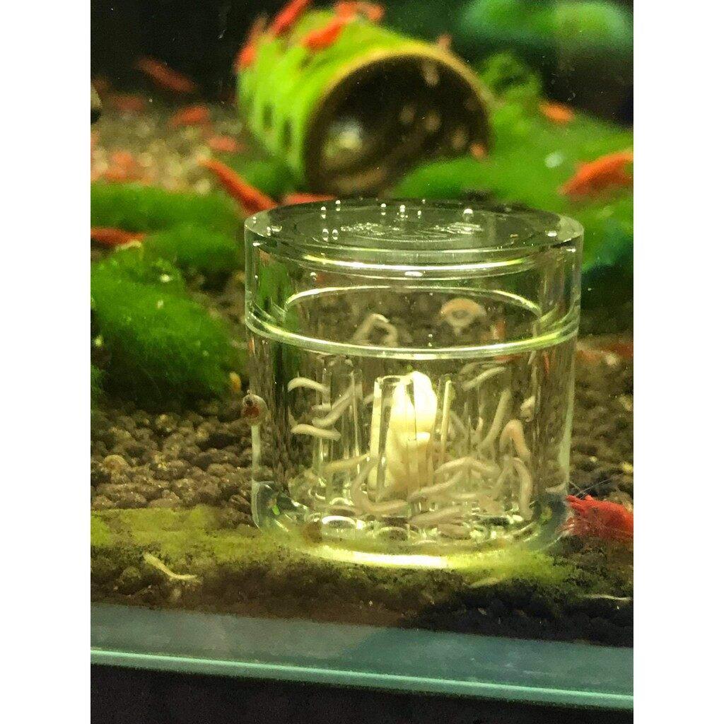 Bẫy sán cao cấp 8 lỗ - loại bỏ sán, bọ nước hồ tép, bể cá thủy sinh - an toàn cá tép - phụ kiện thủy sinh -shopleo