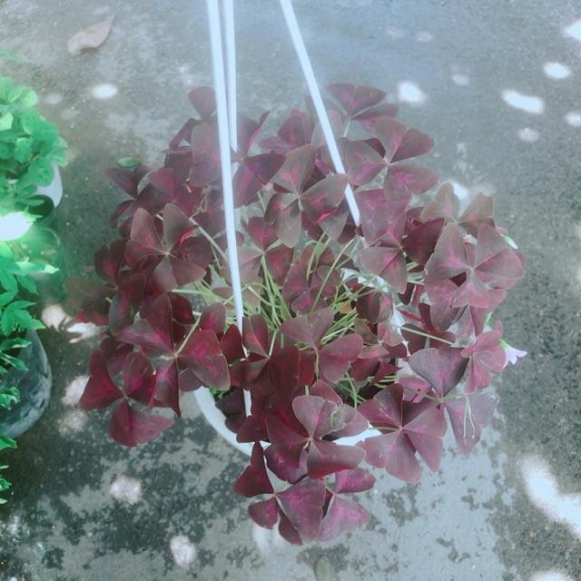 Chậu Cây Bướm Đêm