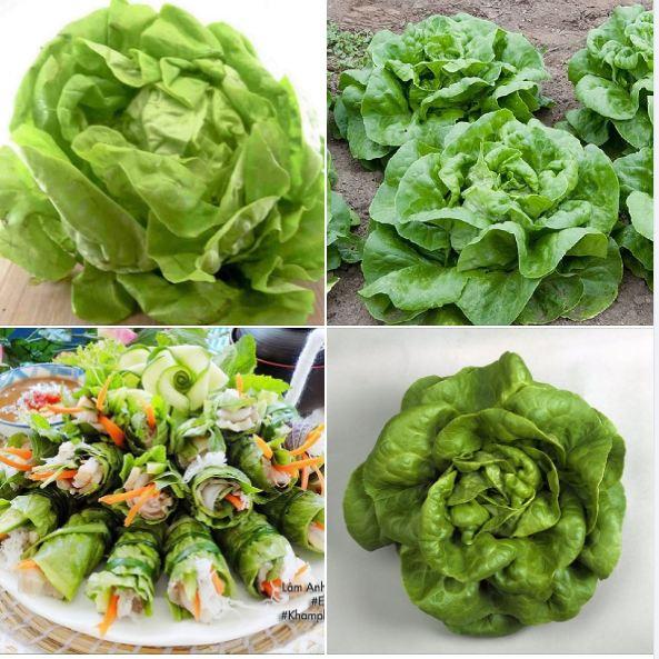 Hạt Giống rau Xà lách đăm xanh dể trồng f1- gói 0,2gram-tặng kèm gói phân bón lót