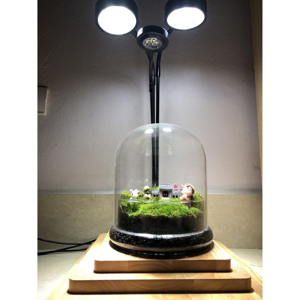 Đèn đế gỗ nhiều công suất dùng cho bể Terrarium, bán cạn, thủy sinh nhiệt độ màu 6000-6500K