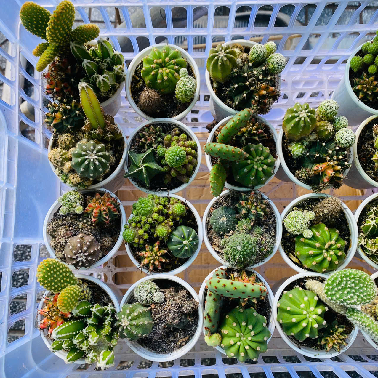 Xương Rồng Mix 3 Loại Chậu 6.5cm – Combo Cây Mini Dễ Thương Dễ Chăm, giao ngẫu nhiên Mam Xinh