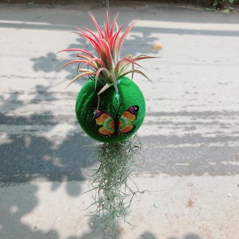 Cây Không Khí Hàng Độc Lạ