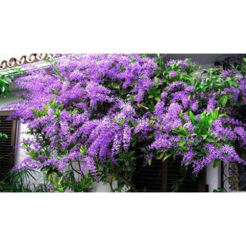 GIỐNG CÂY MAI XANH
