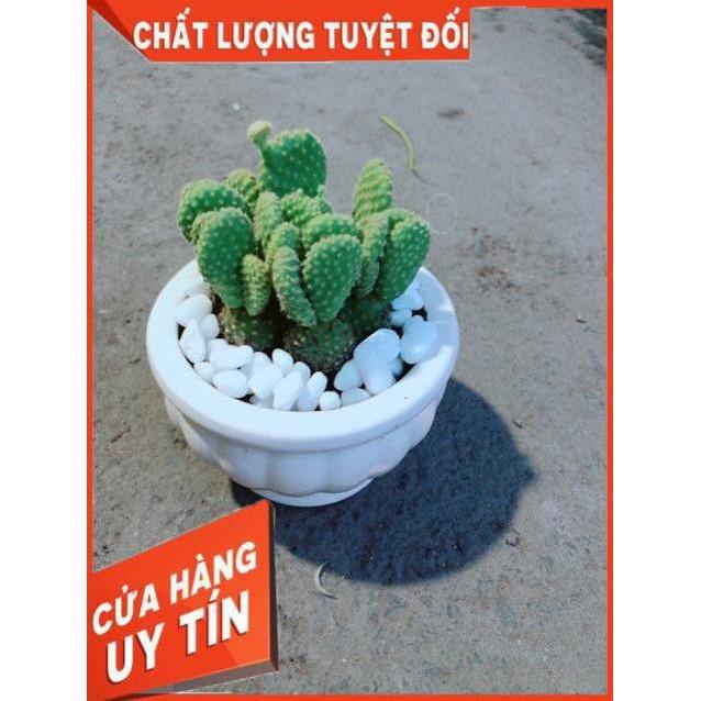 Chậu Xương Rồng Tai Thỏ
